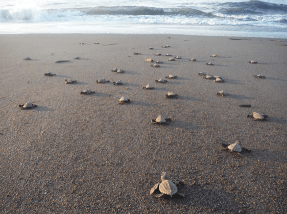 A turtle liberation in Mazunte, Mexico: a magical experience